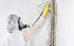 Best Commercial Mold Inspection  in Lucerne, CA